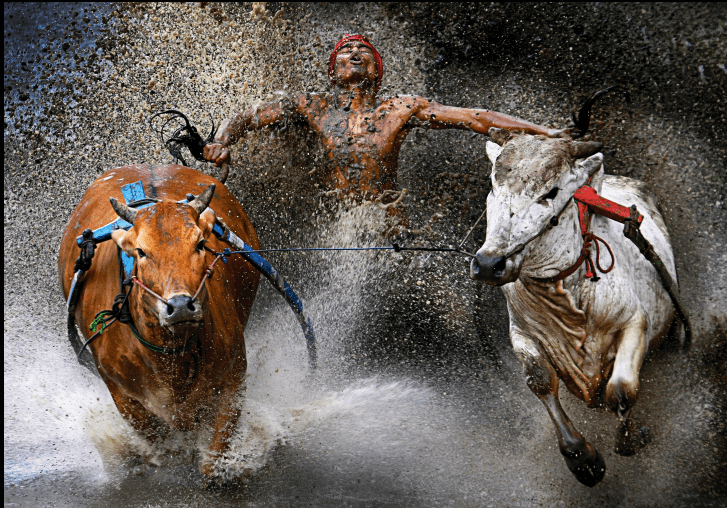 corriendo_con_bueyes